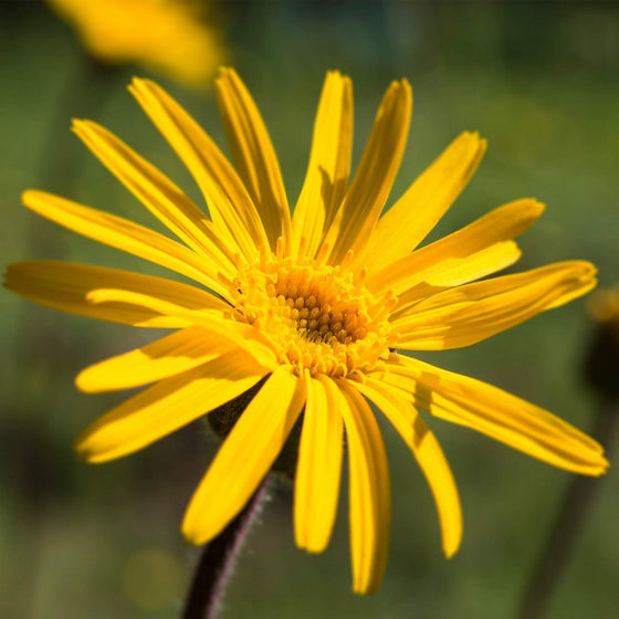 Aceite para masaje Weleda Arnica (100 ml)